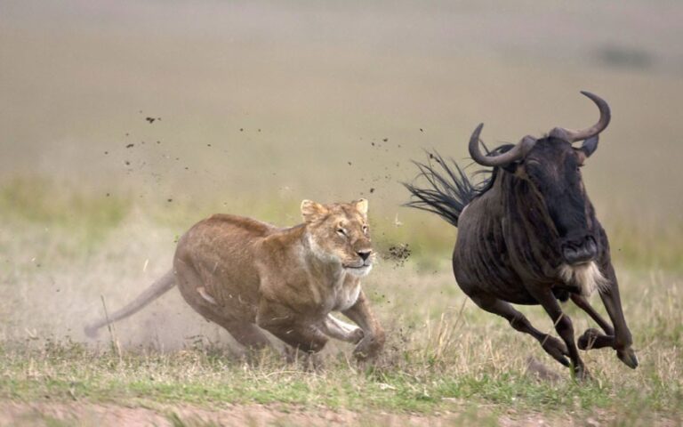 A lioness chases a running wildebeest across a grassy plain, kicking up dust as both animals sprint at full speed, each navigating the wild with the urgency one might feel when facing unexpected cyber risk.