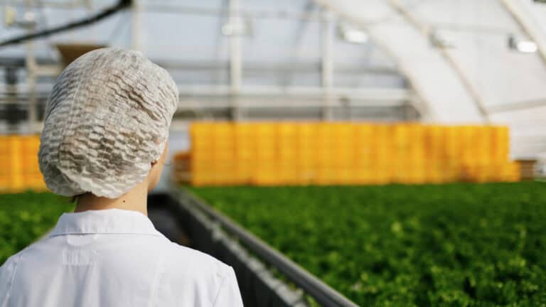 Una persona in camice bianco e retina per capelli si trova in una serra, di fronte a file di piante verdi e casse gialle impilate sullo sfondo.
