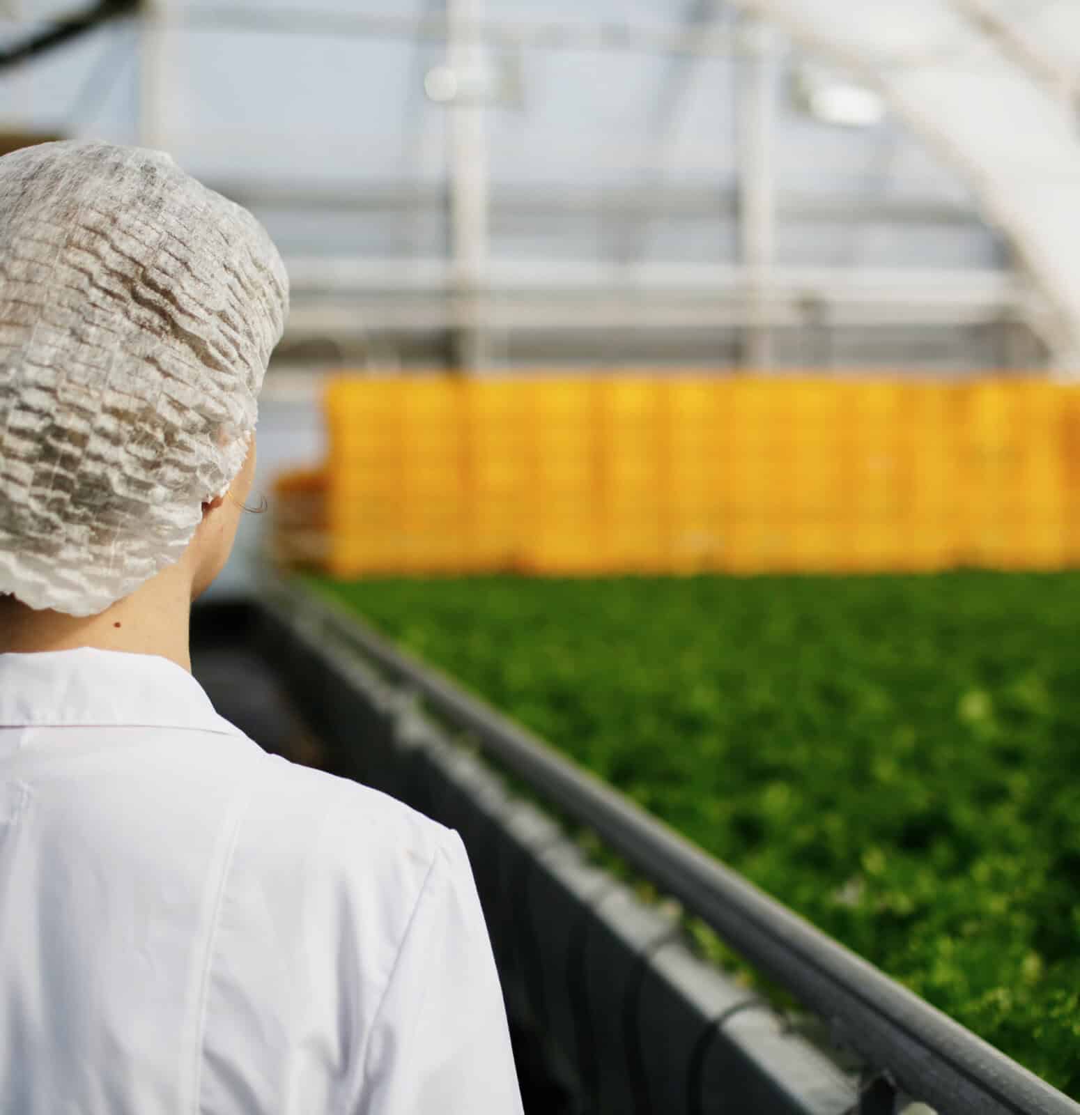 A person in a white coat and hair net stands in a greenhouse, facing rows of green plants with yellow crates stacked in the background.